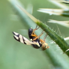 Euribia solstitialis at Russell, ACT - 16 Jan 2024