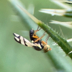 Euribia solstitialis at Russell, ACT - 16 Jan 2024