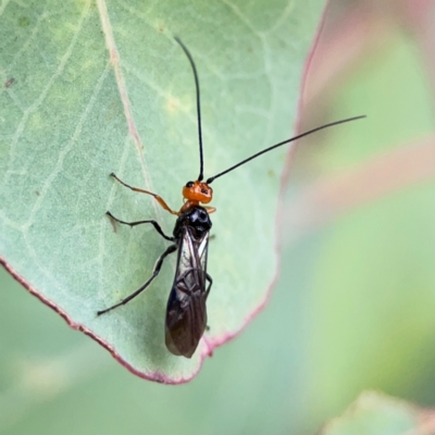 Braconidae (family) (Unidentified braconid wasp) at Russell, ACT - 16 Jan 2024 by Hejor1