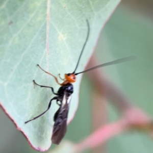 Braconidae (family) at Russell, ACT - 16 Jan 2024 05:13 PM