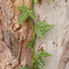 Hedera helix (Ivy) at Sullivans Creek, Turner - 14 Jan 2024 by ConBoekel