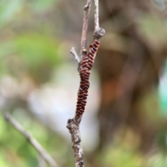 Paropsini sp. (tribe) at Russell, ACT - 16 Jan 2024 05:15 PM