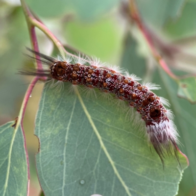 Euproctis baliolalis (Browntail Gum Moth) at Russell, ACT - 16 Jan 2024 by Hejor1