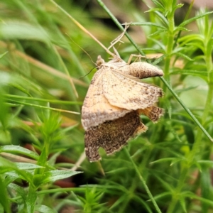 Chrysolarentia (genus) at QPRC LGA - 16 Jan 2024