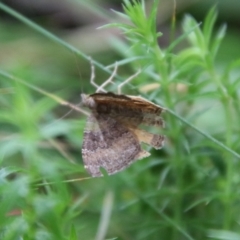 Chrysolarentia (genus) at QPRC LGA - 16 Jan 2024