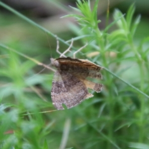 Chrysolarentia (genus) at QPRC LGA - 16 Jan 2024