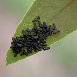 Paropsini sp. (tribe) at Russell, ACT - 16 Jan 2024 05:18 PM