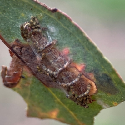 Hypertrophidae sp. (family) (Unidentified Twig Moth) at Russell, ACT - 16 Jan 2024 by Hejor1