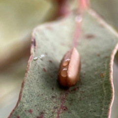 Blattodea (order) (Unidentified cockroach) at Russell, ACT - 16 Jan 2024 by Hejor1