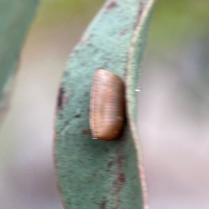 Blattodea (order) at Russell, ACT - 16 Jan 2024 05:21 PM