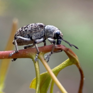 Rhinaria sp. (genus) at Russell, ACT - 16 Jan 2024