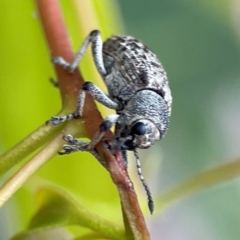 Rhinaria sp. (genus) at Russell, ACT - 16 Jan 2024