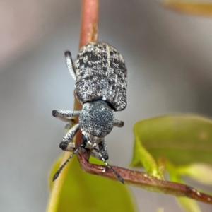 Rhinaria sp. (genus) at Russell, ACT - 16 Jan 2024 05:22 PM