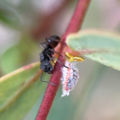 Polyrhachis sp. (genus) (A spiny ant) at Russell, ACT - 16 Jan 2024 by Hejor1