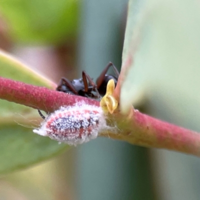 Monophlebulus sp. (genus) (Giant Snowball Mealybug) at Russell, ACT - 16 Jan 2024 by Hejor1