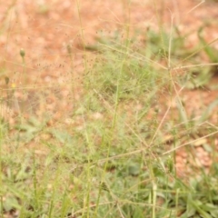 Chloris truncata (Windmill Grass) at Sullivans Creek, Turner - 14 Jan 2024 by ConBoekel