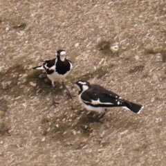 Grallina cyanoleuca (Magpie-lark) at Sullivans Creek, Turner - 14 Jan 2024 by ConBoekel