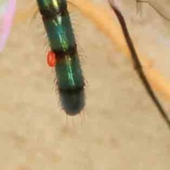 Acari (informal subclass) (Unidentified mite) at Sullivans Creek, Turner - 14 Jan 2024 by ConBoekel