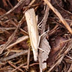 Culladia cuneiferellus (Crambinae moth) at Sullivans Creek, Turner - 14 Jan 2024 by ConBoekel