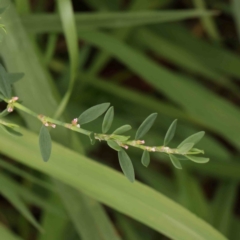 Polygonum sp. at Sullivans Creek, Turner - 14 Jan 2024