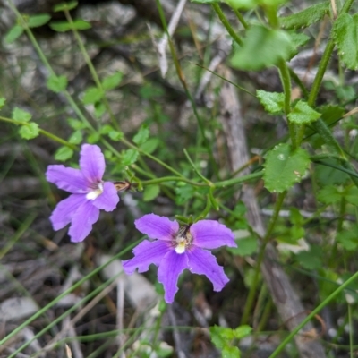 Dampiera stricta (Blue Dampiera) at Beecroft Peninsula, NSW - 16 Jan 2024 by WalterEgo