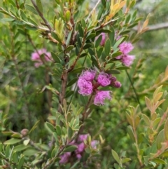 Melaleuca thymifolia (Thyme Honey-myrtle) at Beecroft Peninsula, NSW - 16 Jan 2024 by WalterEgo