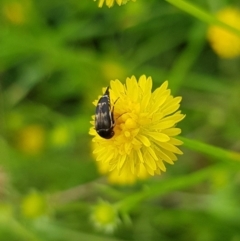 Mordella sp. (genus) (Pintail or tumbling flower beetle) at Budjan Galindji (Franklin Grassland) Reserve - 15 Jan 2024 by HappyWanderer