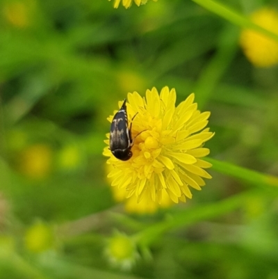 Mordella sp. (genus) (Pintail or tumbling flower beetle) at Budjan Galindji (Franklin Grassland) Reserve - 15 Jan 2024 by HappyWanderer
