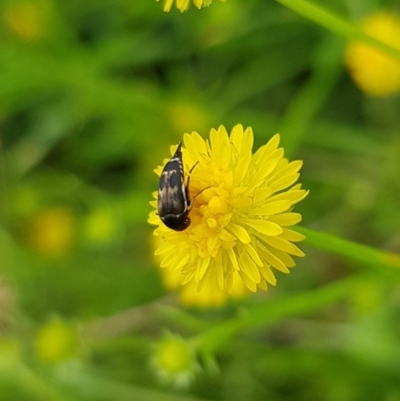 Mordella sp. (genus) (Pintail or tumbling flower beetle) at North Mitchell Grassland  (NMG) - 15 Jan 2024 by HappyWanderer