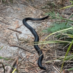 Pseudechis porphyriacus (Red-bellied Black Snake) at Beecroft Peninsula, NSW - 16 Jan 2024 by WalterEgo