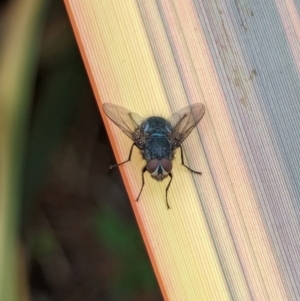 Calliphora vicina at National Zoo and Aquarium - 16 Jan 2024