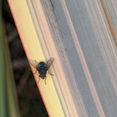 Calliphora vicina at National Zoo and Aquarium - 16 Jan 2024