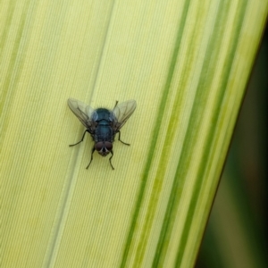 Calliphora vicina at National Zoo and Aquarium - 16 Jan 2024