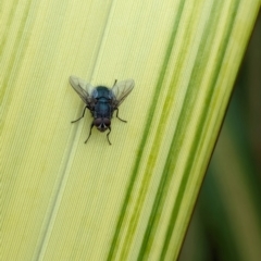 Calliphora vicina at National Zoo and Aquarium - 16 Jan 2024