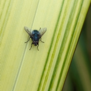 Calliphora vicina at National Zoo and Aquarium - 16 Jan 2024