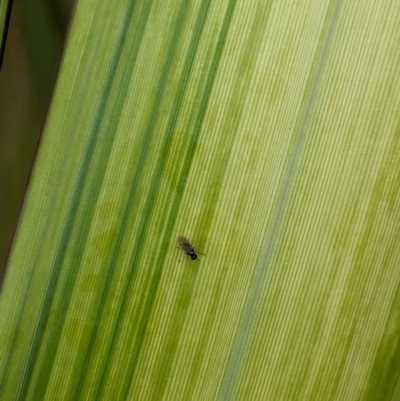 Unidentified True fly (Diptera) at National Zoo and Aquarium - 16 Jan 2024 by AniseStar