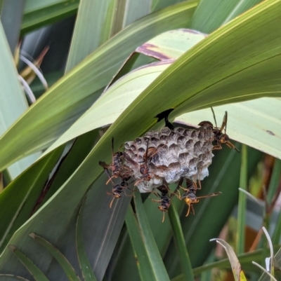 Polistes (Polistella) humilis (Common Paper Wasp) at National Zoo and Aquarium - 16 Jan 2024 by AniseStar