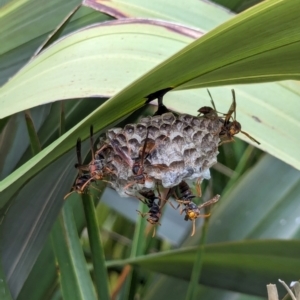 Polistes (Polistella) humilis at National Zoo and Aquarium - 16 Jan 2024