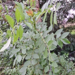 Fraxinus angustifolia (Desert Ash) at Watson Woodlands - 15 Jan 2024 by abread111