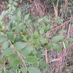 Fraxinus angustifolia at Watson, ACT - 15 Jan 2024 06:01 PM