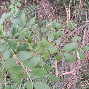 Fraxinus angustifolia at Watson, ACT - 15 Jan 2024