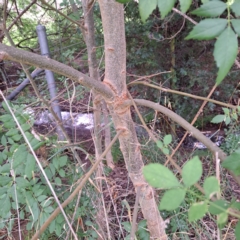 Fraxinus angustifolia at Watson, ACT - 15 Jan 2024