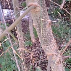 Fraxinus angustifolia at Watson, ACT - 15 Jan 2024