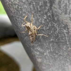 Anisoptera (suborder) at National Zoo and Aquarium - 16 Jan 2024