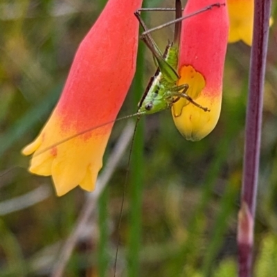 Conocephalomima barameda (False Meadow Katydid, Barameda) at Beecroft Peninsula, NSW - 16 Jan 2024 by WalterEgo