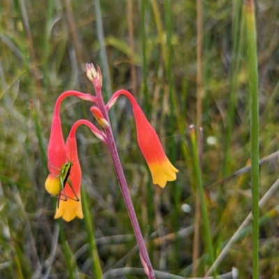 Blandfordia nobilis (Christmas Bells) at Beecroft Peninsula, NSW - 16 Jan 2024 by WalterEgo