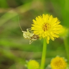 Miridae (family) (Unidentified plant bug) at Budjan Galindji (Franklin Grassland) Reserve - 15 Jan 2024 by HappyWanderer