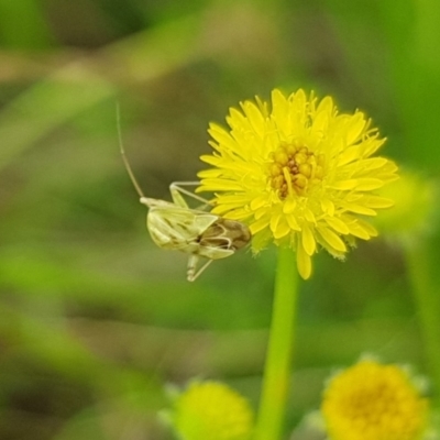 Miridae (family) (Unidentified plant bug) at Franklin, ACT - 15 Jan 2024 by HappyWanderer