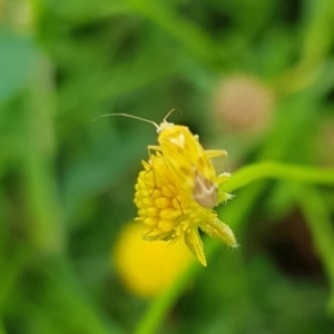 Miridae (family) at North Mitchell Grassland  (NMG) - 16 Jan 2024