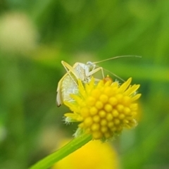 Miridae (family) at North Mitchell Grassland  (NMG) - 16 Jan 2024